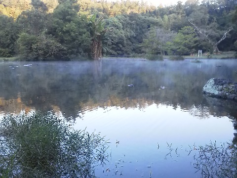 これは今朝ではなく昨日の朝の熊本での写真ですが，八景水谷公園の池ではもう水面から湯気が立ち上っていました．