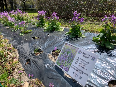 周回路脇の花壇では、紫花菜が咲いています。別名のショッカッサイというのは、諸葛孔明が広めたとの伝説からだそうです。