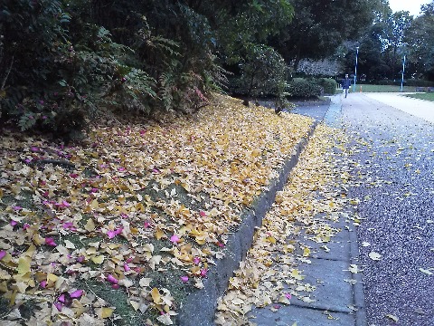 春日公園では，落葉が進んで木々は裸になっていきますが，その分地面は束の間ですが華やかです．イチョウの下の黄色のカーペットです．