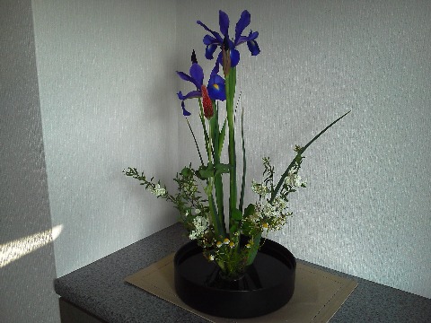 今回の玄関の花は，ハナショウブです．アヤメ，カキツバタとの見分け方はご存知ですか？花弁の元の模様と色が違うんだそうです．