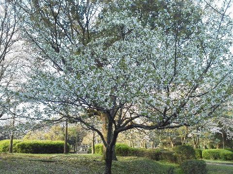 この写真はヤマザクラ．春日公園の少なくとも周回路沿いにはこの１本しかないようです．ソメイヨシノと違って，花だけでなく葉も一緒に観るようになりますが，この花の白色と葉の若草色の組み合わせも好きです．