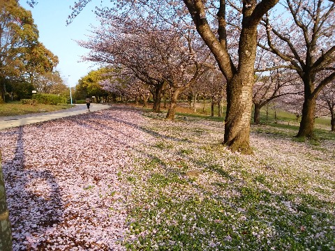 春日公園のソメイヨシノ（染井吉野）はもう散り初めです．朝日に輝くピンクのカーペットがきれいです．