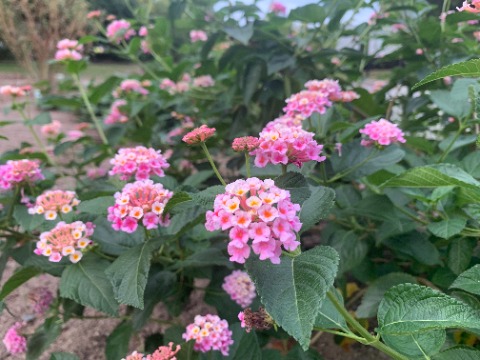 ランタナが咲いています。この花の和名は七変化（シチヘンゲ）。最初は一色なのに徐々に中央部から色が変わっていきます。　なので花言葉は「心変わり」。やっぱりね。