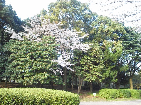 桜は，見渡す限り桜！というのももちろん素敵ですが，緑の中に点々と桜というのも好きです．この既設，広島の黄金山の山腹がいろんな色合いが混じってきれいだったのを思い出します．
