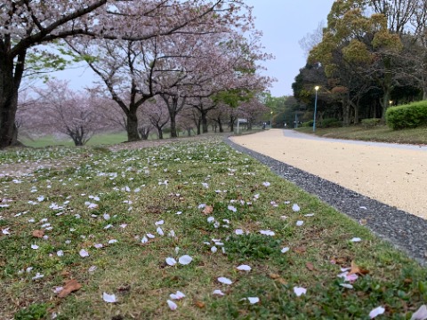 さて桜のほうは･･･　先日の雨と強風で全部散ってしまったかなと心配しましたが、まだ結構残っていますね。　樹上も地上もどちらもきれいです。