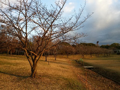 2018年はこうして過ぎていきます。　春日公園では、朝日を浴びた桜の木々が花咲く春を待っていますが、来年はどんな年になるでしょうか･･･