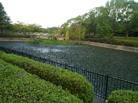 周回路脇のこの池、以前に全部水面が見えるようになったとご紹介しましたが、今はまた布袋葵が水面いっぱいに広がって、ご覧のようにちょっと見には草原のようになりました。