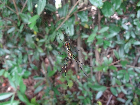 さて予告通り今日の写真はクモさんです．これはコガネグモのメス，良く見られるクモです．オスのサイズはこの1/5程度で色も茶色一色と地味，自分では網を張らず居候なんだそうですよ．