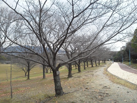 その春日公園のソメイヨシノもすっかり枝だけになって冬景色です．