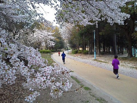 春日公園の桜は，早いところは少し散り始めましたが大部分は満開直前で，今まさに見ごろです．キョンキョンの艶姿ナミダ娘（わかりますかね？）じゃないですが，艶姿ホームコースといったところでしょうか．