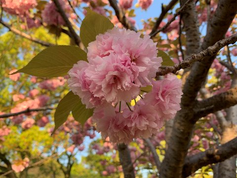 たくさんのソメイヨシノの中で目立たなかった１本だけの八重桜が、周りがほぼ新緑になった今、華やかに咲き誇っています。　何年か前に桜餅に見えるというコメントをもらいましたが、たしかに若葉を従えた姿を眺めるとそんな気がしてきます。