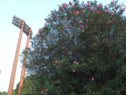 今日は８月６日，広島の慰霊の日です．広島で40年近くを過ごした者としてはやはり特別な日です．キョウチクトウ（夾竹桃）は，75年間草木も生えないといわれた被爆焼土にいち早く咲いた花として原爆からの復興のシンボルとなり広島市の花に指定されました．
