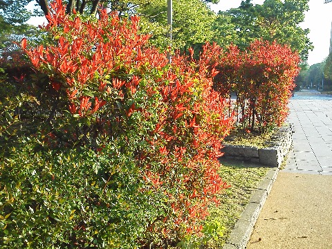 生垣によくつかわれていて，新芽だけがきれいな赤色のこの木ですが，ずっと名前が気になっていました．どうやらベニカナメモチ（レッドロビン）のようですね．