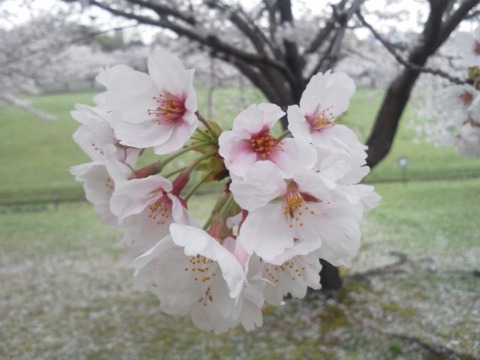 代表的な桜であるソメイヨシノは，温度などの環境条件が同じなら一斉に咲いて一斉に散ります．これは，もともと１本の樹から生まれたクローン植物だからなんですよね．接ぎ木や挿し木でしか子孫を残せない，人間との共存を選んだソメイヨシノですから，大事に付き合って行きたいものです．