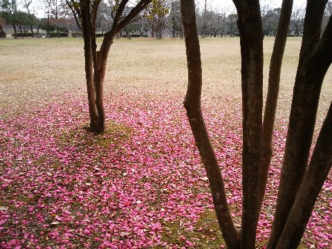 今シーズン２度目の登場、サザンカ（山茶花）の花びらです。彩りの少ない時季なので、きれいなものを探すとここに目が行きます。