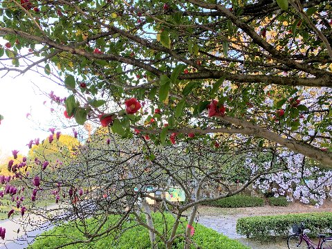 さてこれは、この時季にこのポイントでしか見られない光景です。桜と椿と紫木蓮が競い合うように咲いています。