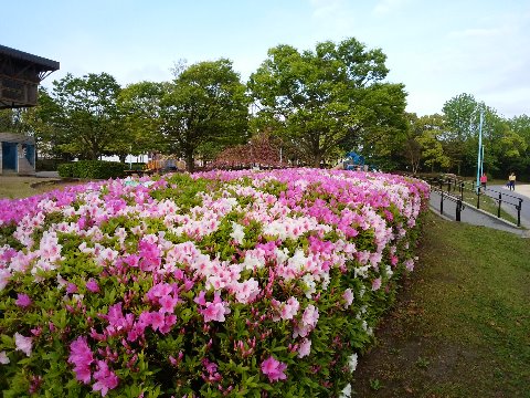 ツツジ（躑躅、この漢字は薔薇と同様に書けそうな気がしません）は、花の期間が長いからいつでも写せると思っていたら、春日公園ではもう盛りを過ぎようとしています。今年は去年より早いようです。