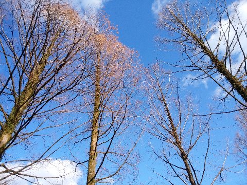 公園の木々もすっかり葉が落ちて冬の景色です。