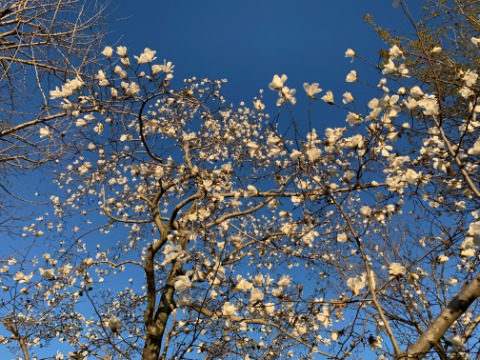 桜はまだ咲き始めですが、辛夷は満開、朝日を浴びて輝いていました。