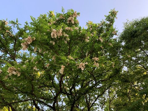 ニセアカシアの花はもう盛りは過ぎかけているようです。ちょっと高いところに咲いているせいでしょう、気付きませんでした。自分の過去の投稿を見て捜して見つけました。そういえば地上にはだいぶ白い花びらが落ちていました。