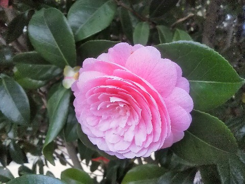 この花は，ヌッチオズパール（Nuccio's Pearl）．初めて聞く名前ですが，椿の品種名です．アメリカのヌチオズナーセリーが作った品種なのでこんな名前です．　春日公園に咲いてますよ．春日ダッシュの皆さん，気付かれていますか？