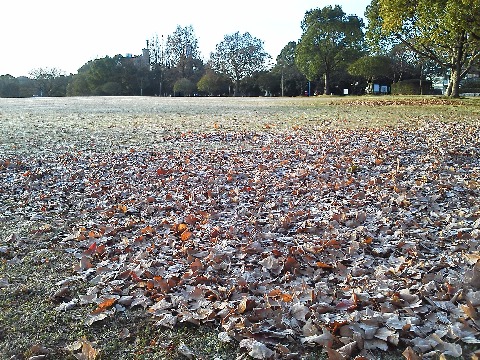 今朝走り始めた頃の芝生広場ですが，落ち葉もみんな白くなっているのが分かりますか？　今朝の放射冷却で，しっかり霜が降りたみたいです．