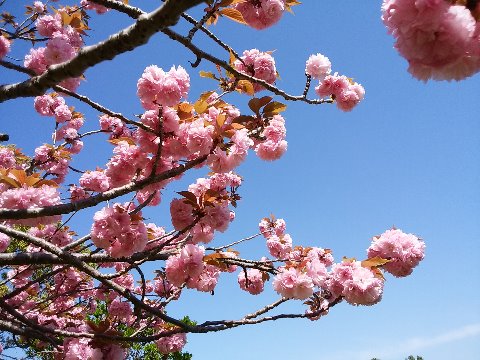 ソメイヨシノはもうすっかり新緑ですが、１本だけある八重桜はまだ満開です。青空にピンクが映えていました。