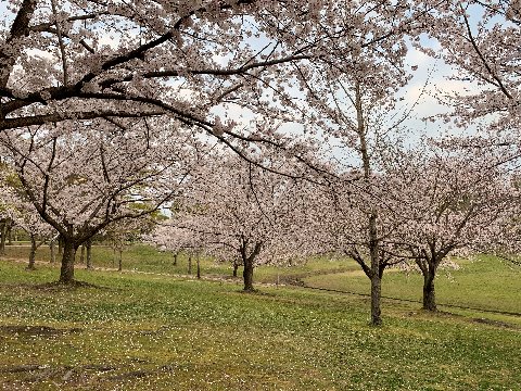 春日公園の桜ももうほぼ満開のようです。日中は相当な人出のはずですが、この時間帯ならお花見し放題です。