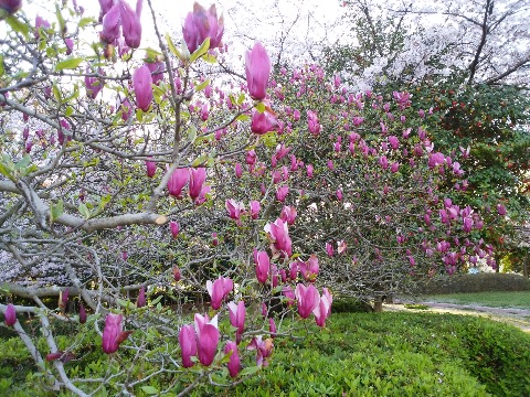 先日つぼみをご紹介したシモクレン（紫木蓮）がもう盛りです．こんなふうに上を向いて咲く花が特徴です．