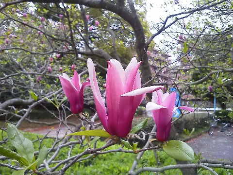 これはシモクレン（紫木蓮）の花です．先日の春日ダッシュ朝ランに参加された方は，ミニ撮影会みたいになったので場所はおわかりですね．周回路の1400m過ぎあたりです．白い花のハクモクレン（白木蓮）もありますが，本来はモクレンというのはこのシモクレンのことだそうですよ．