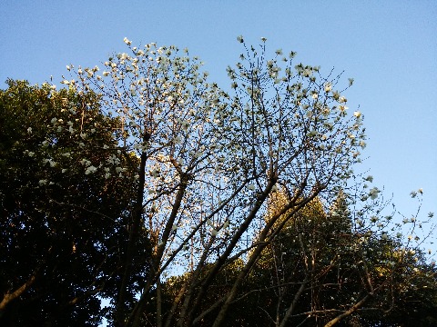 ようやく春本番ということで，あちこちで花が咲き始めました．この白木蓮はもう満開です．梢のほうの花には朝日が当たってきれいでした．