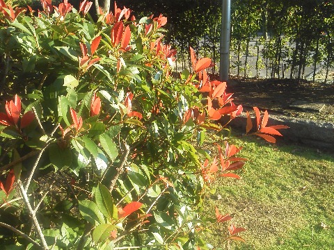 ベニカナメモチ (紅要黐)の新芽は，当然春に目立ちますが，刈り込むと秋にもまた新芽が出てくるそうです．春日公園でもまた真っ赤な新芽がきれいです．