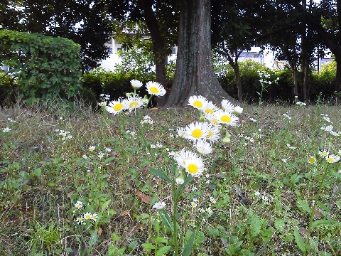 今回の春日公園の写真は，少し前に撮ったものです．野草なので，もうすっかり刈り取られてしまいました．たぶんヒメジョオン（姫女苑）だと思います．が，ハルシオン（春紫苑）との見分けがちょっと自信なしです．