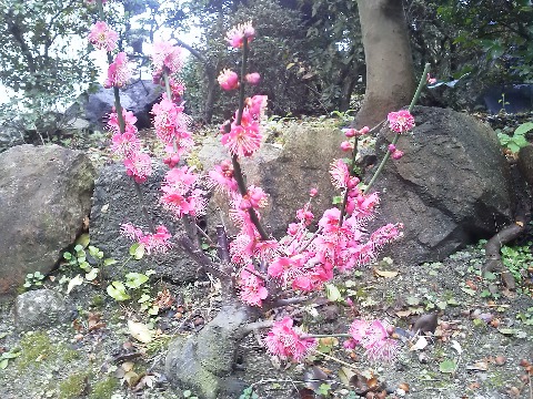 去年の今頃，太宰府で買ってきた盆栽の紅梅をアップしたのをご記憶でしょうか？　その後，かみさんの実家の庭に植えさせてもらったのですが，去年ほどではないにしろたくさんの花を咲かせてくれました．