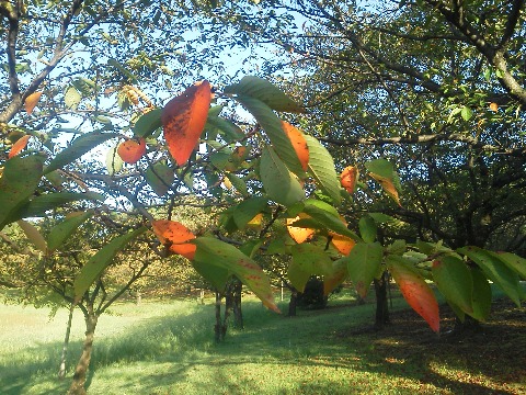 公園内の桜の葉もだいぶ色づいてきました．こんなオレンジ色なら，葉？紅葉？どっちでしょうね．　ところで昨日の黄色いヒガンバナ，ちゃんと鍾馗水仙という名前があるそうです．もともと水仙はヒガンバナ科なんですね．