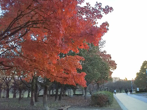 春日公園の今朝です．ずいぶん落葉が進んでいますが，木によってはまだこんなきれいな紅葉も見られます．
