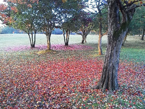 紅葉は，たとえその木が落葉して枝だけになったあとでも，地上でまた我々の目を楽しませてくれます．