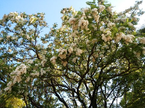 春日公園でこの樹が満開の花を咲かせています。たしか去年もニセアカシア（ハリエンジュ）としてアップしたような気がしますが、すぐ隣のたぶん同じ樹にはイヌエンジュの札が掛かっているのに気づいてしまいました。どちらなのでしょう･･･？
