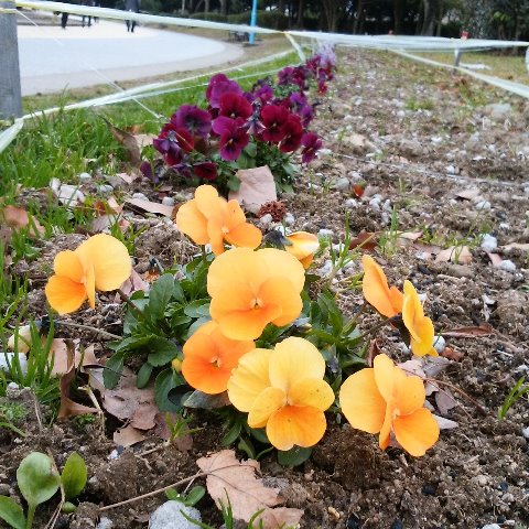 そんなお天気の中でも、周回路脇の花壇ではパンジーが春らしい色を見せてくれています。