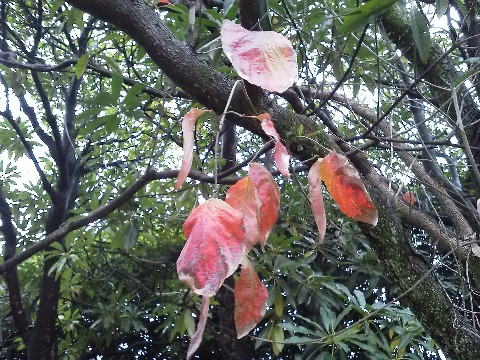 ハナミズキは，花もきれいですが秋の紅葉も楽しめます．たぶんもう少し早い時季のほうが鮮やかなので，来年の課題としましょう．