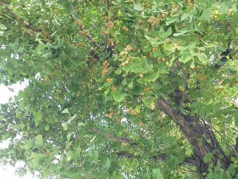 街路樹のイチョウの雌の樹では，びっしりと実った銀杏がもう色づいています．去年より色づきが少し早いかな？