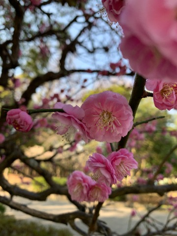 そんなことには関係なく梅花は美しく咲いています。　白梅、紅梅と来たので今日は桃色です。ちとしつこいですかね。