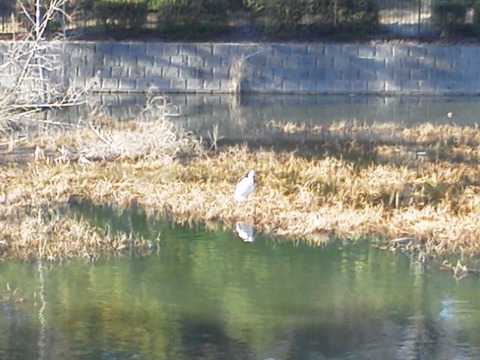 この写真は，公園内の池にいた白サギです．スマホで望遠はちと苦しい･･･