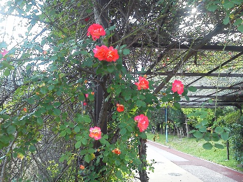 周回路の一角に，♪バ～ラが咲いてました．真っ赤なバ～ラが･･･　マイク真木とか言っても知らない人がほとんどでしょうねえ．