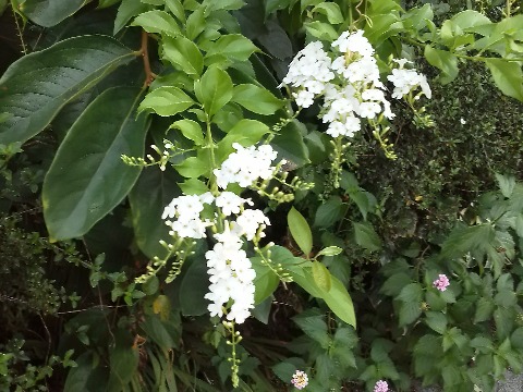 これは公園への途中に咲いている白い花なんですが，名前がわかりません．いつもいろいろ教えてくださる詳しい方もわからないとのことです．そんなにあちこちで咲いているわけでもなさそうですが，どなたかおわかりの方は教えていただけるとありがたいです．
