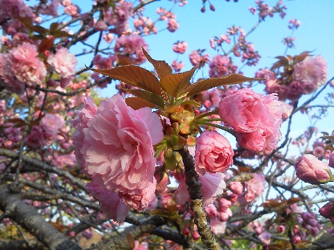 春日公園でも，クローン・ソメイヨシノはもう一斉に散ってしまいました．これでもう桜は終わり･･みたいな雰囲気ですが，どっこいまだこれから満開を迎えそうな他の品種の桜もあります．時差で出勤してくる桜も，気付きにくいですけどお忘れなく！