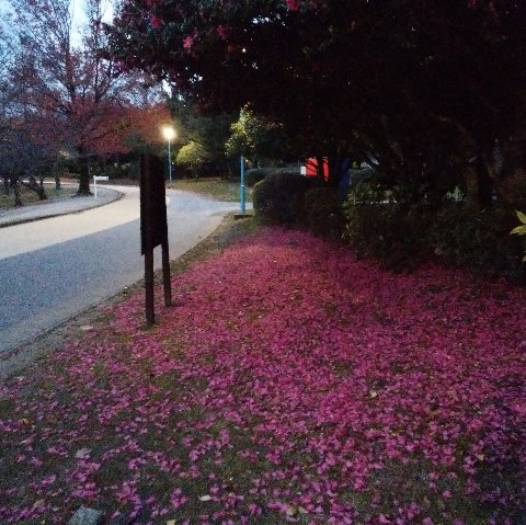これは落葉ではなくて花びら、山茶花（サザンカ）です。春日公園での最後の周回でしたが、ご覧の通りまだ照明がついているほど暗いんです。　ちゃんと写るか心配でしたが、なんとか撮れていました。
