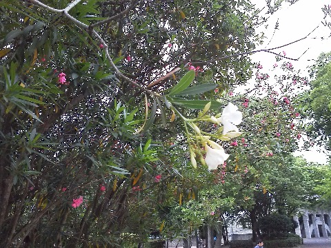 春日公園では，夾竹桃が咲いています．不勉強でピンクしかないのかと思っていましたが，白い花もあるんですね．ちなみに夾竹桃は，被爆焼土にいち早く咲いた花として原爆からの復興のシンボルとなり広島市の花に指定されています．