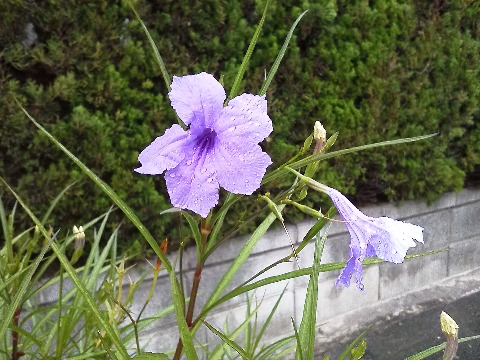 この紫色の花は，いつものコースの途中です．電柱の脇に咲いているので野草かなと思っていましたが，今日初めて通った道ではお宅の庭とかの何ヶ所かで見かけたので，たぶん園芸種なのでしょう．