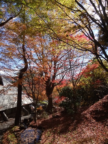 ここは，辻が花で有名な久保田一竹美術館の庭です．紅葉が見事でした．
